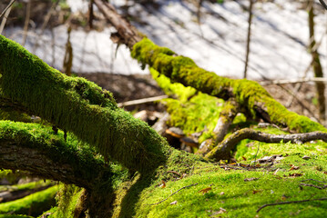 Fototapeta na wymiar Fallen old trees covered with green moss in the spring forest. Spring forest colors in sunny day.