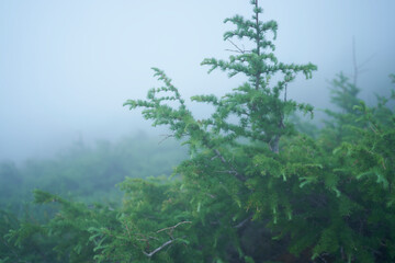 富士登山の風景、高山植物