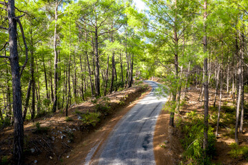 Koprulu Canyon National Park. A winding forest road stretching into the distance surrounded by pine trees. Manavgat, Antalya, Turkey.