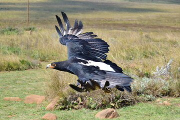 black eagle in flight