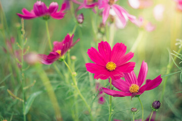Obraz premium Cosmos flowers are blooming in a beautiful garden.