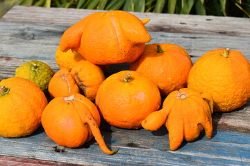 Fototapeta na wymiar Orange amère