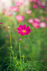 Cosmos flowers are blooming in a beautiful garden.