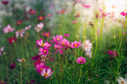 Cosmos flowers are blooming in a beautiful garden.