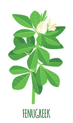 Vector Fenugreek plant icon in flat style isolated on white background.