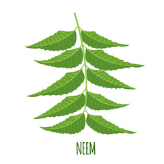 Vector Neem branch or nimtree in flat style isolated on white background.