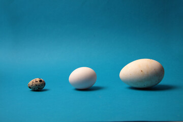 quail egg, hen egg and a goose egg in a row isolated on blue background