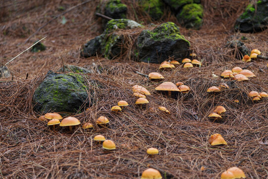 Family of yellow mushrooms among dry needles and mossy stones in a forest