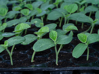 Close up Seedlings of Cantaloupe plant.