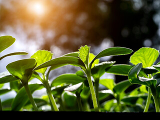 Close up Seedlings of Cantaloupe plant.