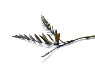 Close up Cassod tree or Senna siamea leaves on white background