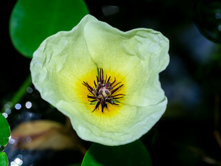 Close up water poppy flower.