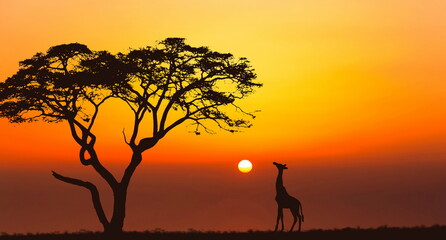Bright sunset with a big yellow sun over african savanna.