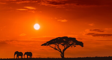 Naklejka na ściany i meble Bright sunset with a big yellow sun over african savanna.