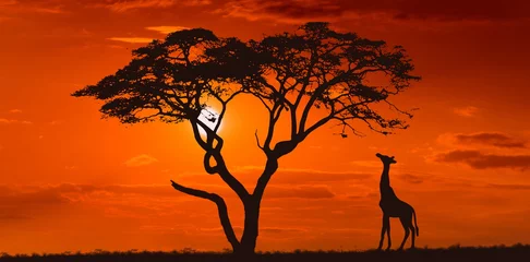 Foto op Plexiglas Heldere zonsondergang met een grote gele zon over Afrikaanse savanne. © Sergey Fedoskin