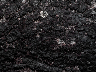 Close up of woode bark charcoal.