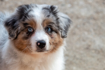 Un petit chiot berger australien