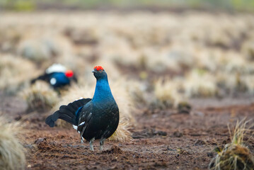 Lekking black grouse at morning on spring bog. Spring colors of morning moors with black grouse, blackcock. Lekking Male Black Grouse lek game at sunrise. Lyrurus tetrix lekking in Estonia, Saaremaa