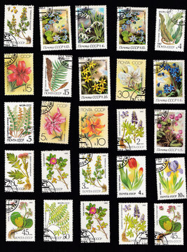 Set of old stamps from the times of the USSR circa 1980. Isolated stamp on black background. Botanical postage stamps. Flowers, plants, botany, nature, tree leaves