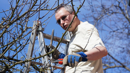 Man makes pruning apple trees in the garden.