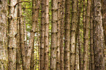 Pine forest and wild landscape and view, trees view
