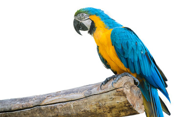 Yellow blue macaw parrot sitting on a tree isolated on background. Bird species. Animals. ARA. © robertuzhbt89
