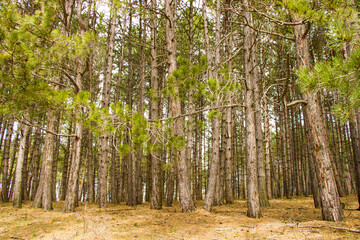 Obraz premium Pine forest and wild landscape and view, trees view