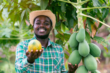 African farmer holding papaya at organic farm with smile and happy.Agriculture or cultivation...