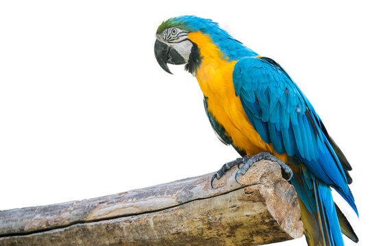 Yellow blue macaw parrot sitting on a tree isolated on background. Bird species. Animals. ARA.