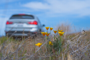 Fototapeta premium ia golden poppies on the side of the road.. California state flower, beautiful Spring blossom.
