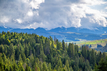 coniferous forest on the background of a mountain range in thick clouds. Beautiful landscape.