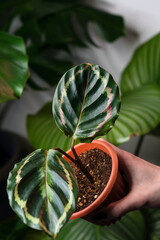 Decorations Real Calathea Leaves Composition Tropical Botanical On White Background. Concept Nature...