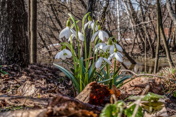 Snowdrop (Galanthus nivalis). First spring flowers. Wild nature