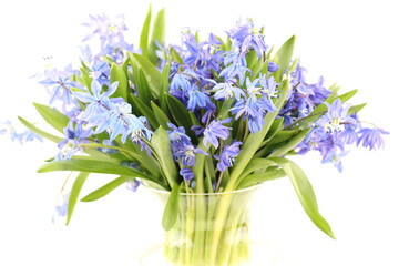 blue spring flower snowdrop bouquet