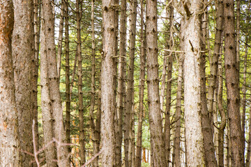 Pine forest and wild landscape and view, trees view