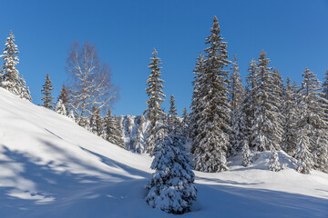 snow covered alpine landscape in winter with trees and blue sky