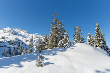 Fototapeta na wymiar snow covered alpine winter landscape with trees and blue sky