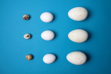 nine eggs - of quail, hen and a goose isolated on blue background flat lay