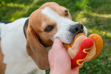 Dog beagle Pulls Toy and Tug-of-War Game