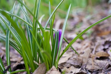 Purple Siberian Iris flower with plants, Irish sibirica. Flowering iris siberian, mini variety in a garden in spring on a sunny day against a spring lawn background. High quality photo