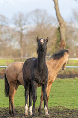 Two one year old horses in the pasture. A black and a yellow foal. A foal pulls its lip up and makes a funny face. Selective focus