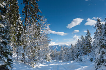 Snowcovered forest on Zatrnik, Slovenia