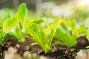 Agricultural organic farm,Growing plant,seedling in cultivated, Agriculture product control,Artificial intelligence or AI,internet of things,5G to agriculture industry,satellite track for agricultural