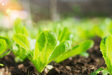 Agricultural organic farm,Growing plant,seedling in cultivated, Agriculture product control,Artificial intelligence or AI,internet of things,5G to agriculture industry,satellite track for agricultural