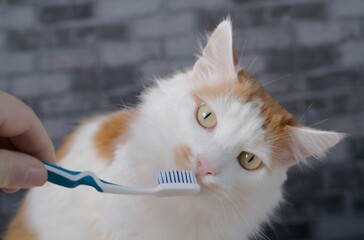 Cute longhair cat getting her teeth brushed by her owner.	