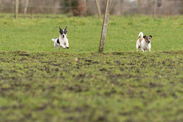Two active Jack Russell Terriers running outside in the grass. The ears flap in the wind. Young and an older dog who are enthusiastic and healthy