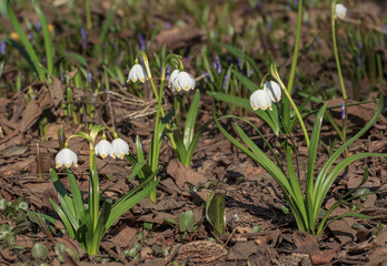 Spring flowers in the Apothecary's garden. Moscow
