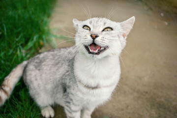 gray shorthair cat sits on the street, making a funny grimace. The cat smiles and squints her eyes....