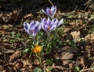 Spring flowers in the Apothecary's garden. Moscow