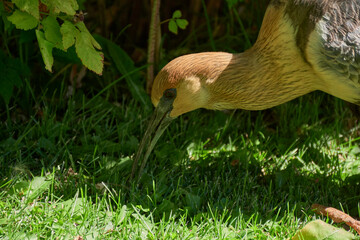 Close-up view of a buff-necked ibis on a green grass, Patagonia, Argentina